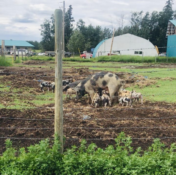 EVENT RECAP Land Social at Pure Pastures Regenerative Farm Rose