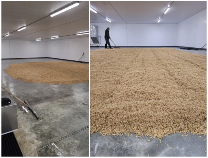 organic malt alberta