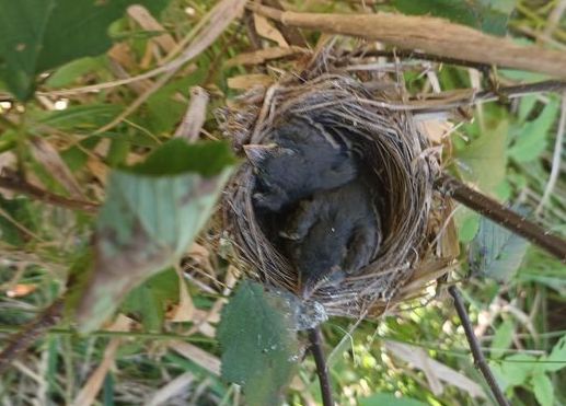 Baby wrens in nest