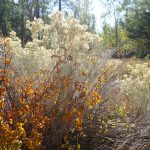 Seasonal Changes Are Constant: Summer and Fall Reflections from the Blackfoot Phenology for Farmers Course