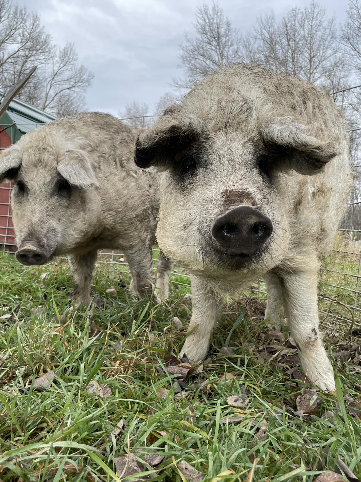 pasture raised pigs