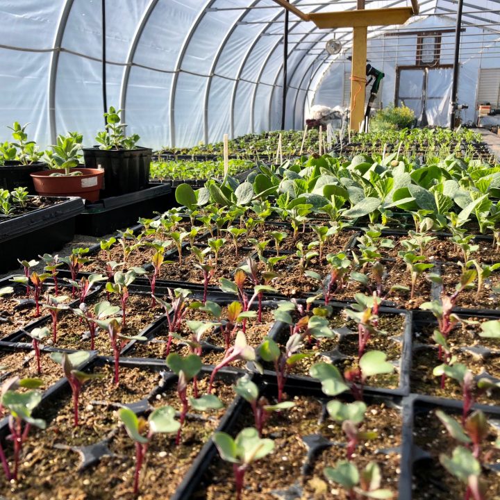 Seedlings preparing for transplant in Tarrys
