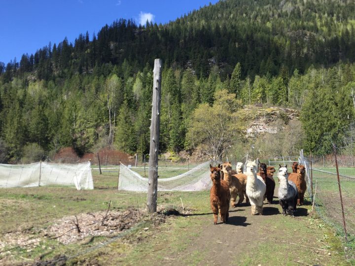 Land opportunity in Salmo