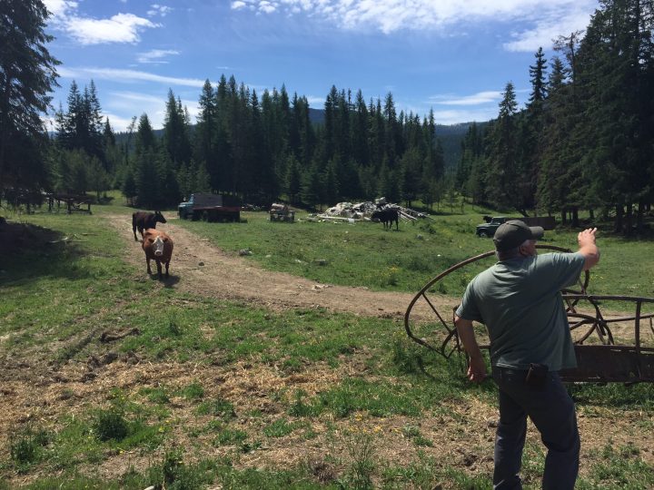 Hay producer and farmer near Creston