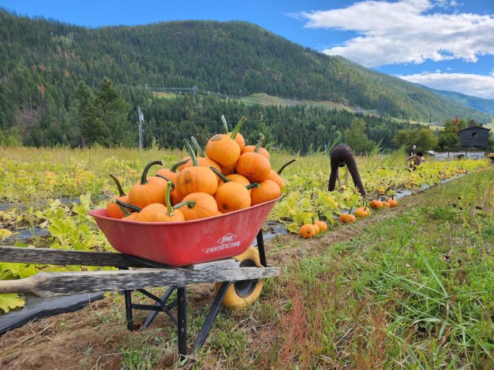 Pumpkins grown on leased land in Shore Acres