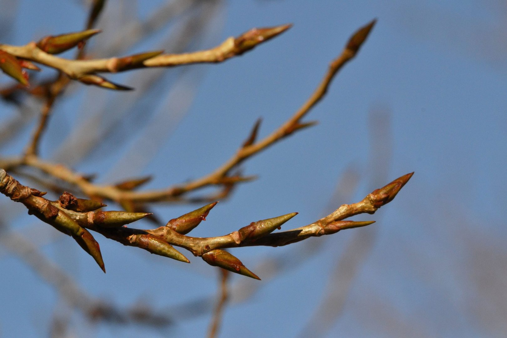 cottonwood bud Young Agrarians