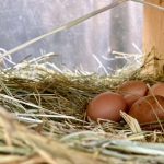 LAND OPPORTUNITY: Turn-key Free-Range Egg Farm – Salt Spring Island, BC