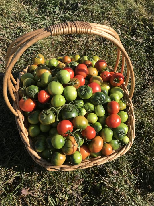 A basket filled with tomatoes of varying ripeness