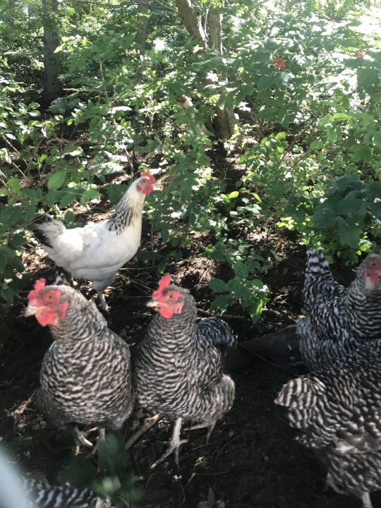 A small flock of chickens, most of which are black and white striped, but one is white