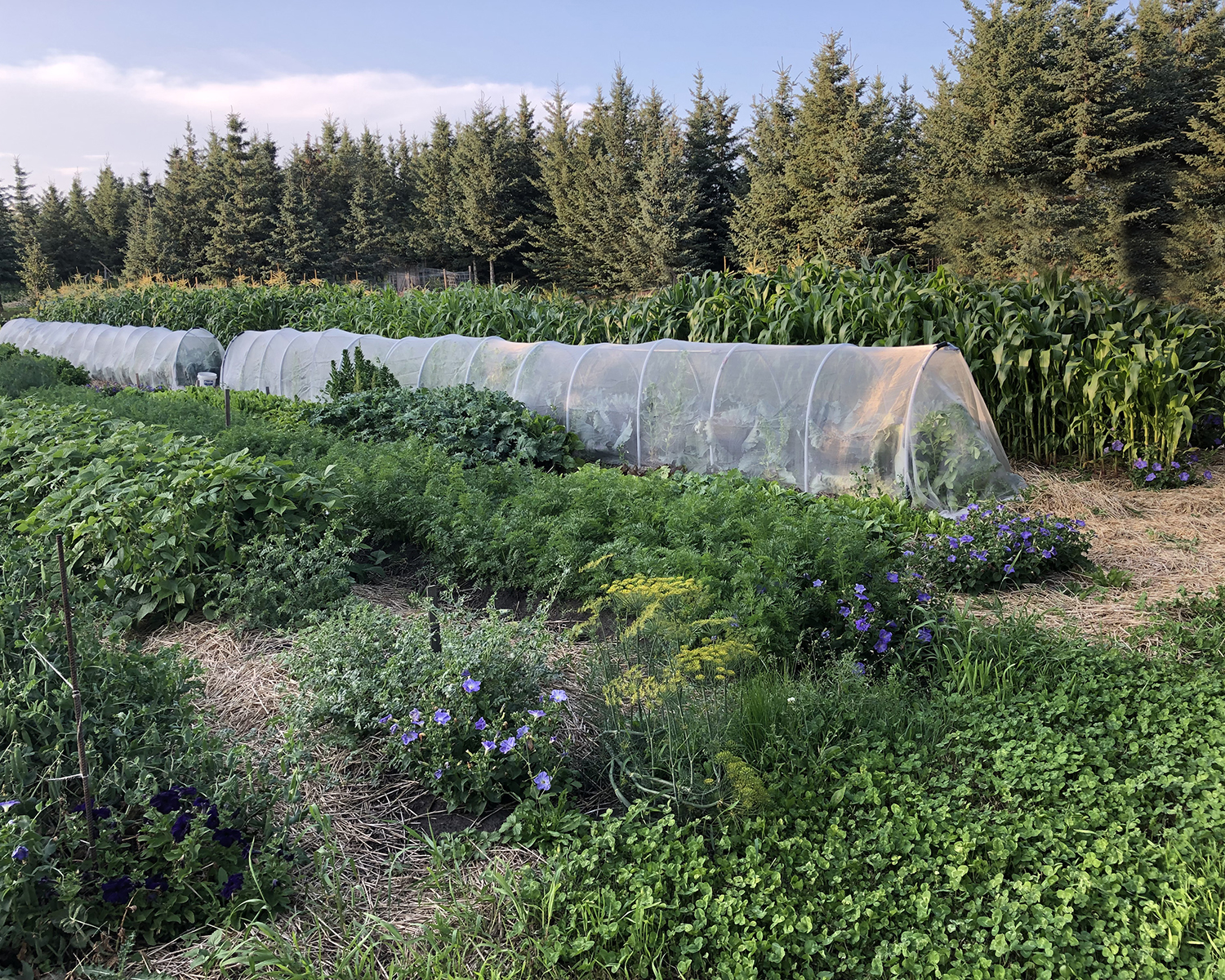 Abundant plants in several no-till garden beds and a low tunnel made of mesh