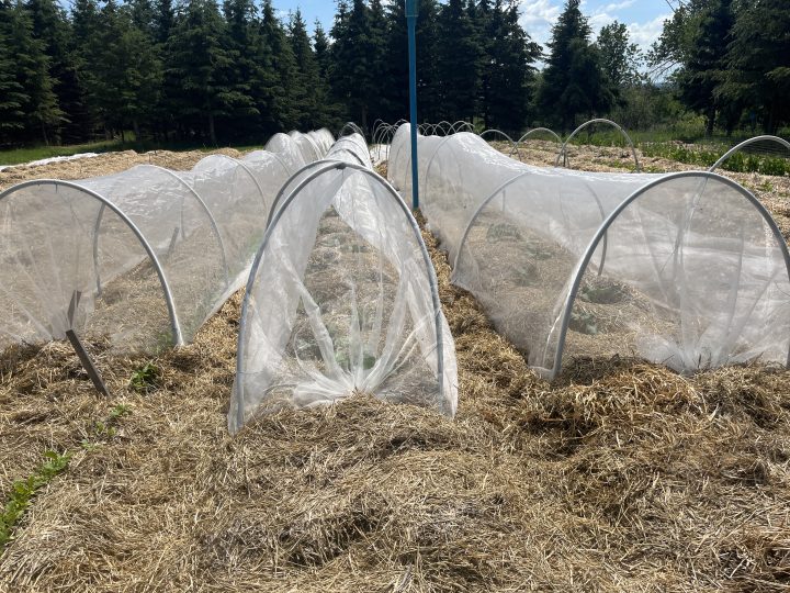 Three mesh-covered low tunnels on bare ground in spring time