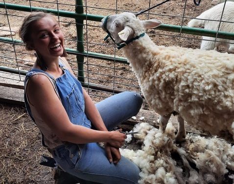 Alena Amstutz shearing a sheep on her farm, Rocking T Farms