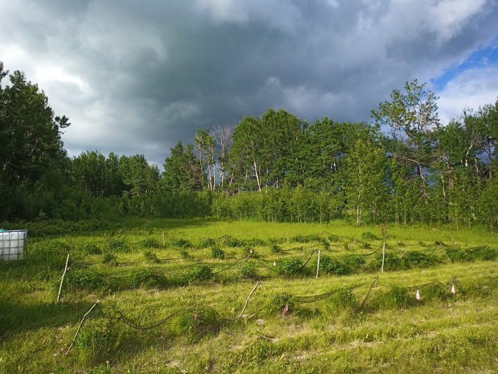 Haskap bushes on Ural Farms in Central Alberta.