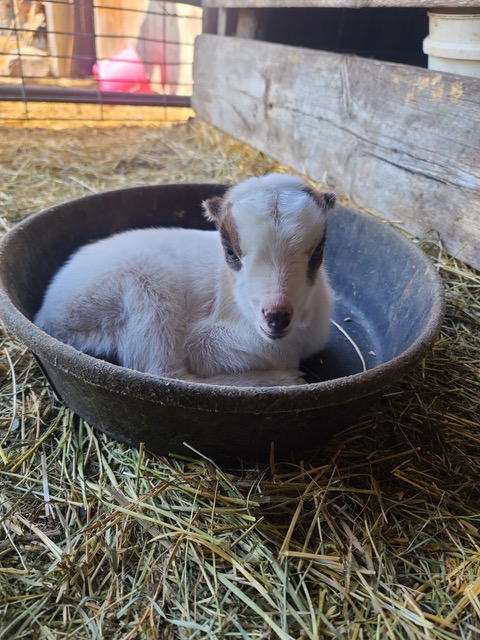 A baby goat curled up in a feed bowl.