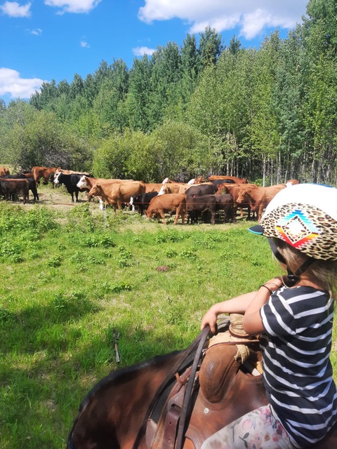 A child wearing a bicycle helmet sitting on a horse looking at a herd of cattle