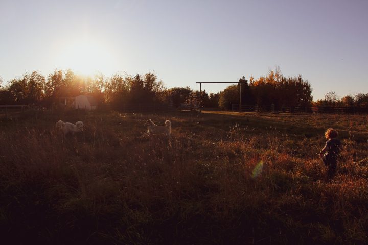 Sunrise over Gathered and Grown Family Farm