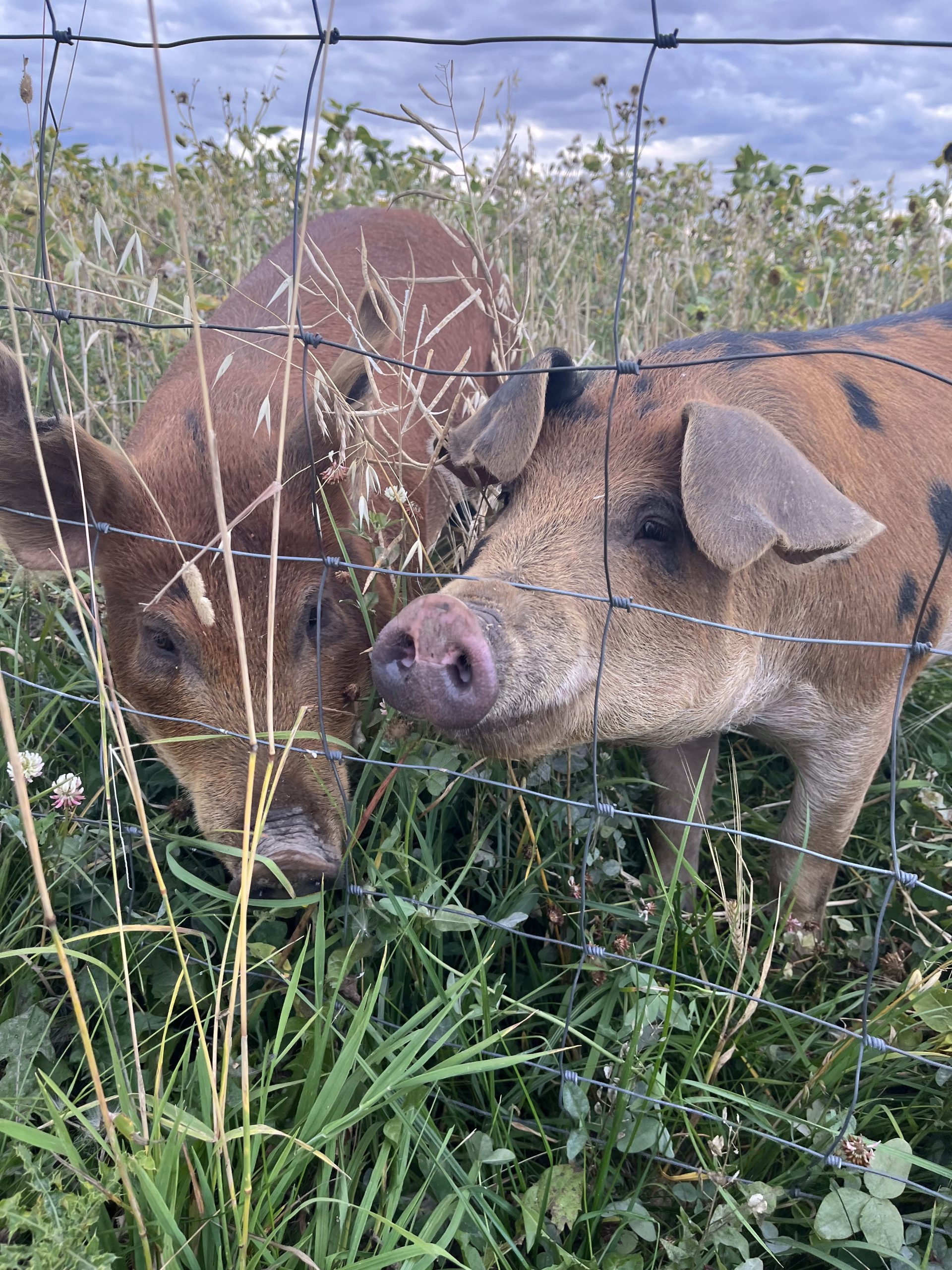 Two russet-coloured hogs in tall grass behind a fence