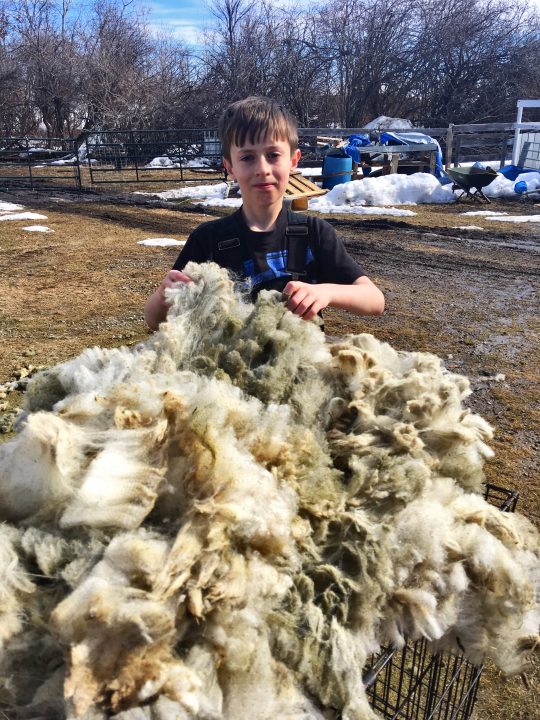 A young boy standing behind a large pile of sheared sheep's wool