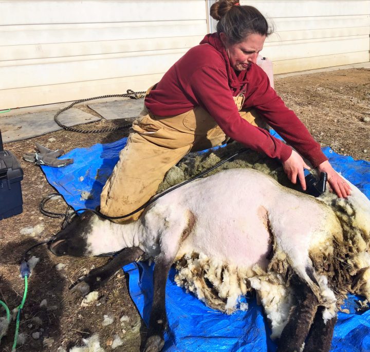 Olivia Blum in a red sweater and Carhartt coveralls shearing a sheep outside on a blue tarp