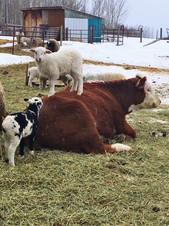A fluffy, white lamb standing on top of a relaxed, brown cow