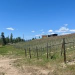 LAND OPPORTUNITY: 5 acres of vineyard – SE Kelowna, BC