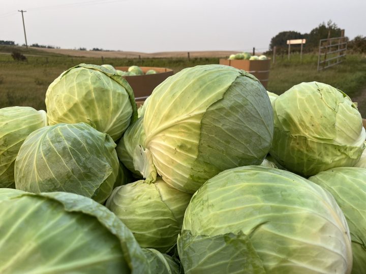 A pile of green cabbages