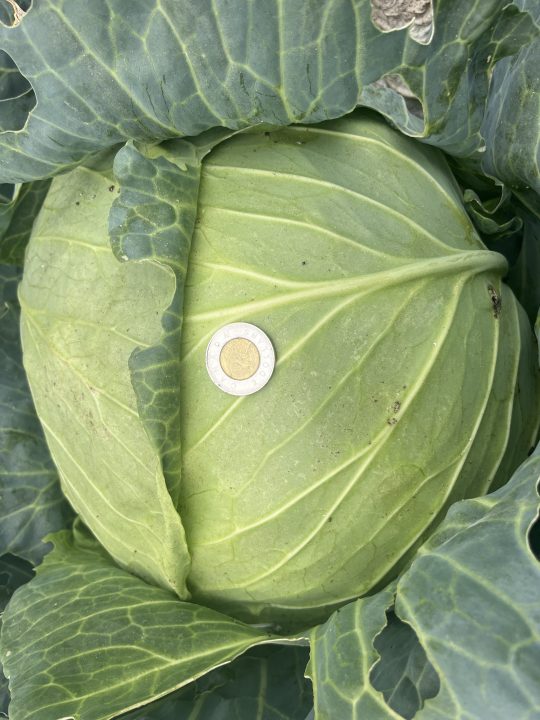 An 18-pound cabbage with a toonie shown for scale