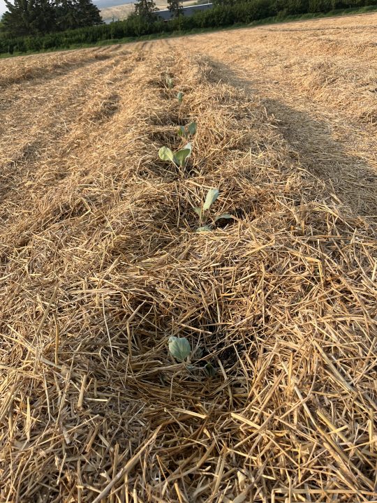 Small cabbage plants in a no-till field mulched with straw