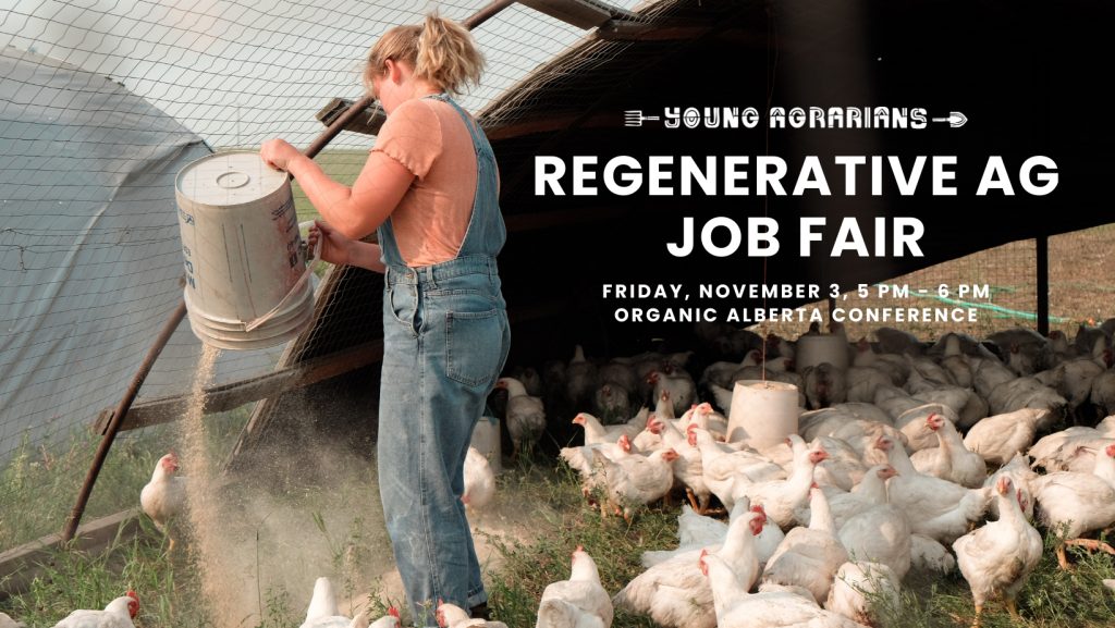 A lady pouring feed from a metal bucket to chickens.