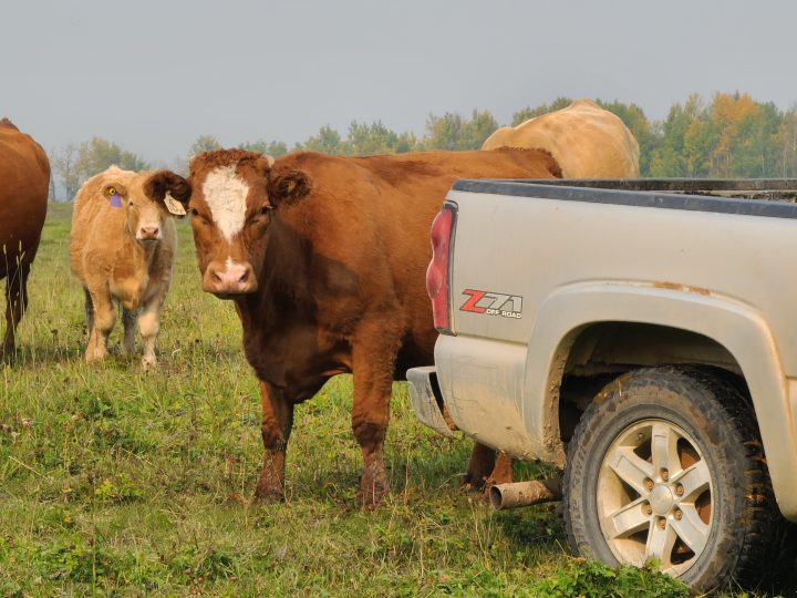 Alena Amstutz and Scott Todd - Rocking T Farms - BMN AB Mentee 2023 - Cows and Truck