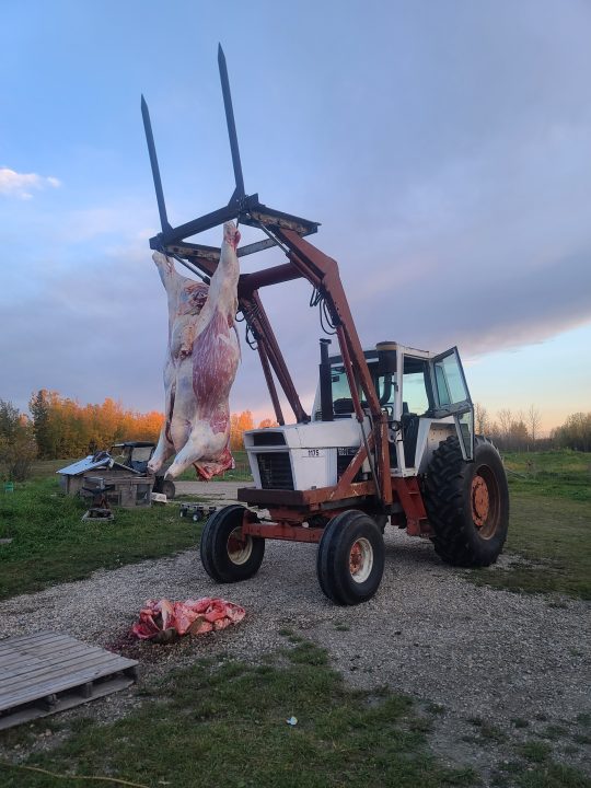 Forklift with beef carcass