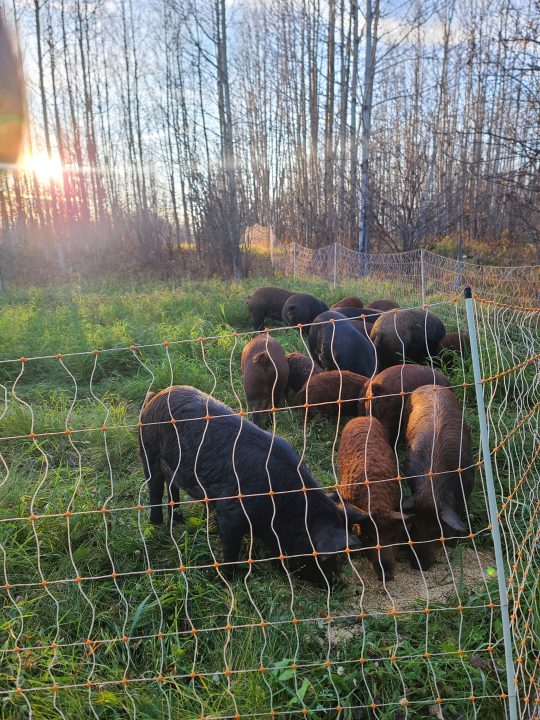 Alena Amstutz and Scott Todd - Rocking T Farms - BMN AB Mentee 2023 - Pigs