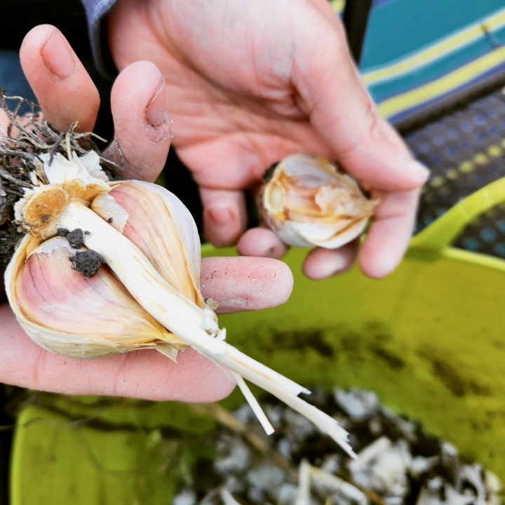 Pinette Robinson - Fairfolk Farm - 2023 BMN AB Mentee - Garlic Hands