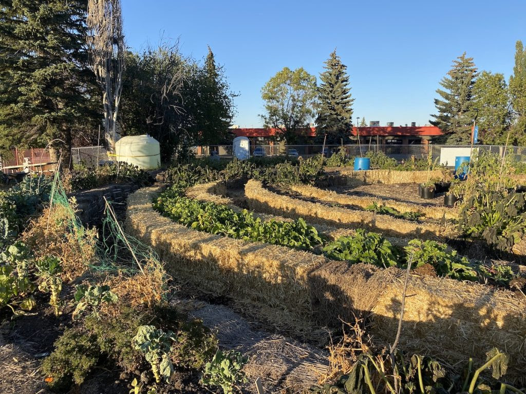 Common Ground Garden project straw bale garden