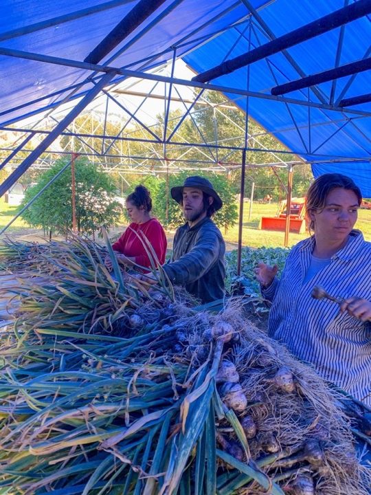 people sorting garlic