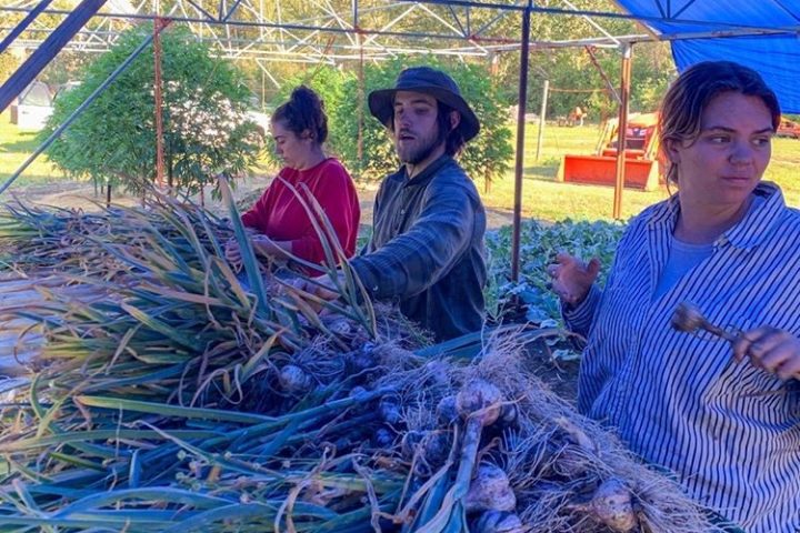people sorting garlic