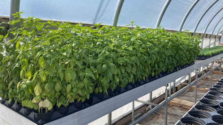 green house basil