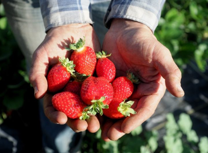 strawberry in hands