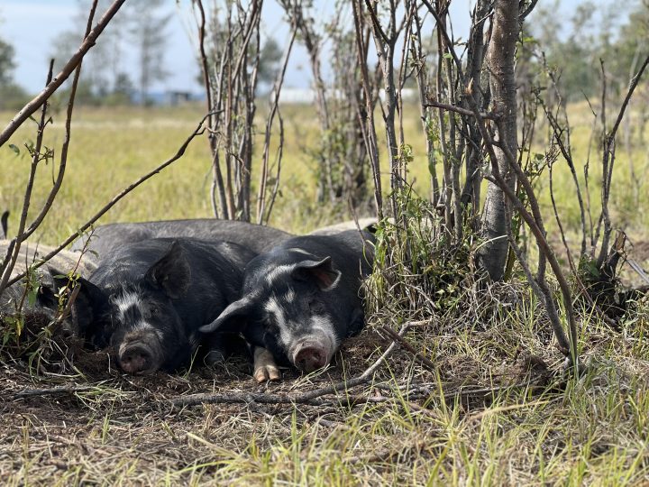 whiskey creek ranch pigs