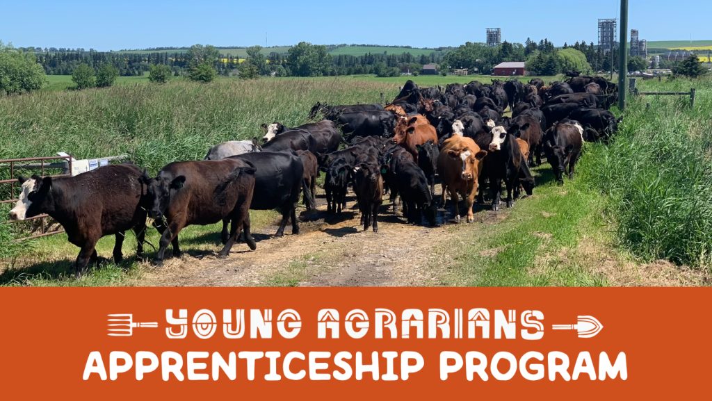 Cattle moving between paddocks at Ellis Nature Centre
