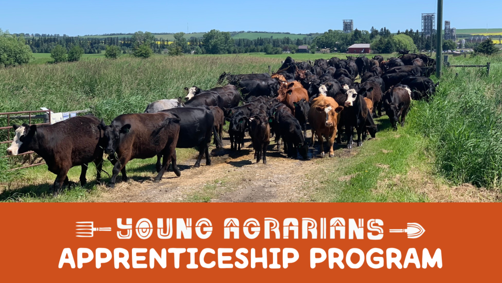 Cattle moving between paddocks at Ellis Nature Centre