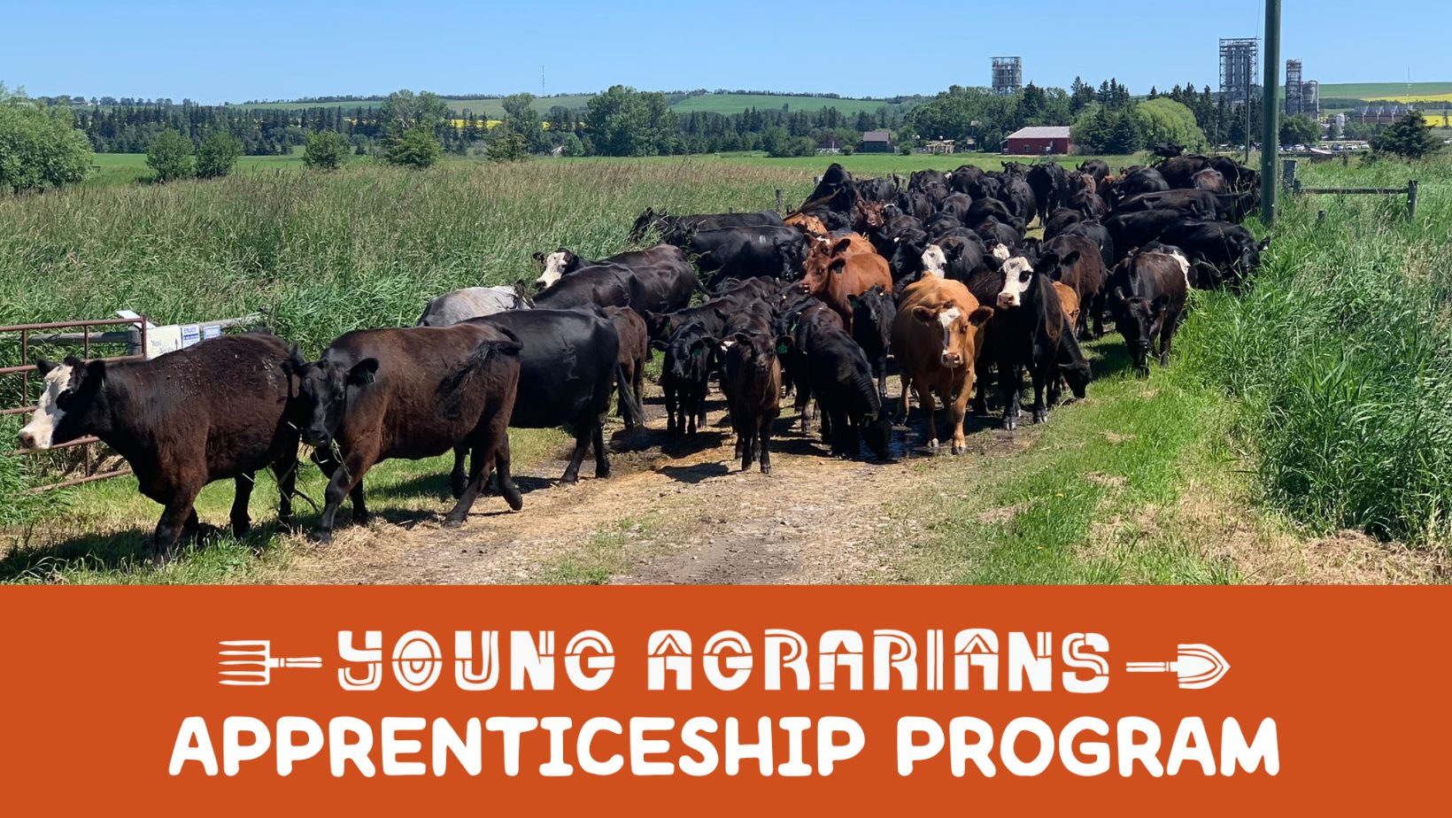 Cattle moving between paddocks at Ellis Nature Centre