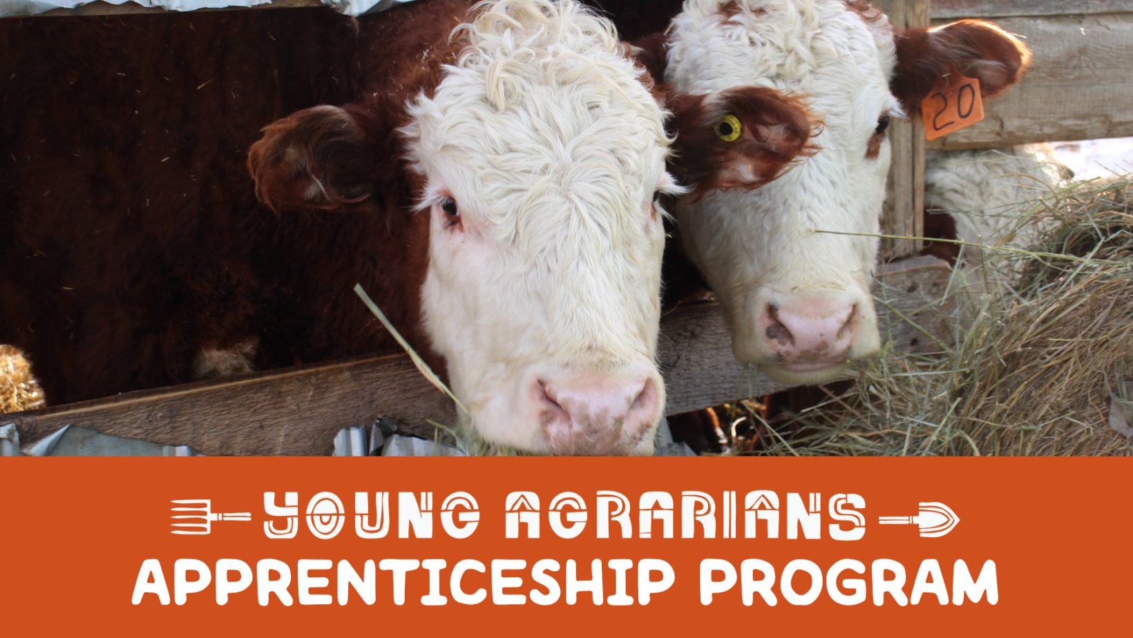 2 cows faces - Hart Ranches Young Agrarians Apprenticeship Program