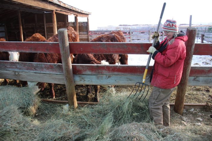 Laura Hart with cows