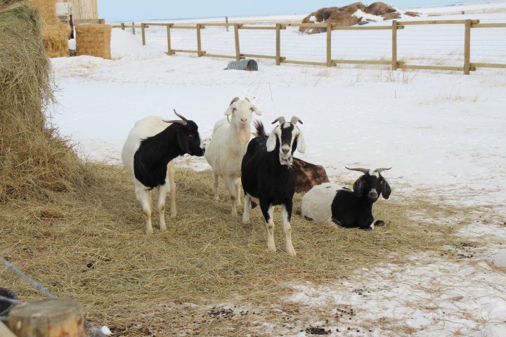 Goats at Hart Ranches