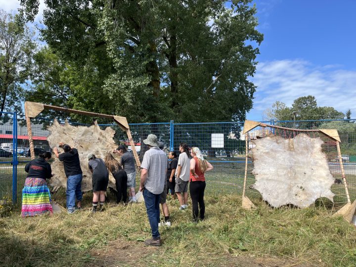 On the left a group of folks fleshing the wet hide, stretched in a 10x10 frame, leaning on a blue fence, under blue skies and cotton wood trees. five people are actively scraping, five people watch to learn, and for the moment to step in to support the process. On the right, a dried rawhide awaits final dry-scraping, before being removed from the frame to store.
