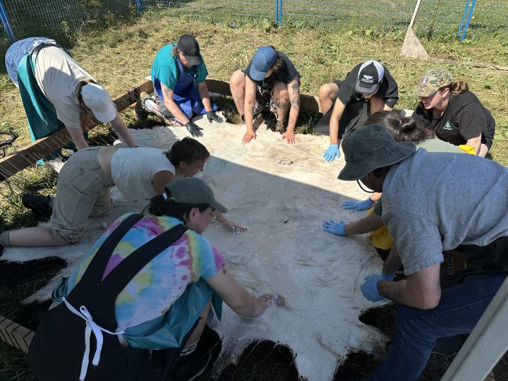 Eight folks are positioned in a circle around the square hide frame, which is lying on the ground, lifted at the corners by some extra wedges of cut 6x6 wood. The heads are all down in focus and hands are outstretched, circling. Some hands are gloved in blue vinyl, some in black vinyl, and some are bare, as folks work to massage in the pinkish brain-oil-water tanning solution. The hide is in partial shade, and a clear share line 2/3 of the way from bottom to top of the photo is delineated.