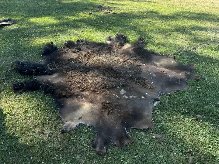 A bison hide lays flat on green grass, hair side up, the tufts of winter hair bulky on the hump and shoulders, the smooth sides of the belly short and flat. The colours vary in the sunshine: from dark brown to light golden brown. The shadows of the trees are dappled on the grass.
