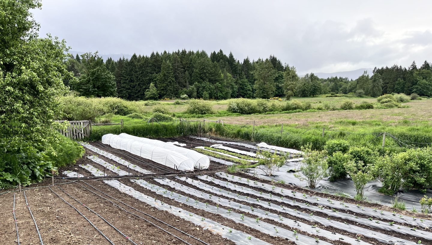 A farmer's newly planted field showing plastic row cover and mulch.