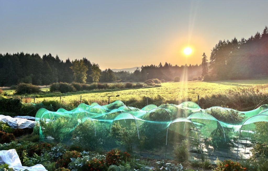 A farmer's planted field with row covers bathed in the light from the setting sun.